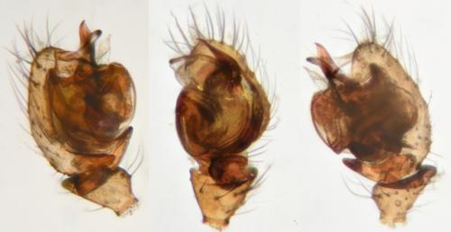 Réf. 241 068 : Mioxena blanda